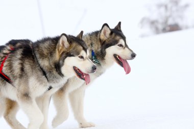 Husky kızak köpekleri karda koşma