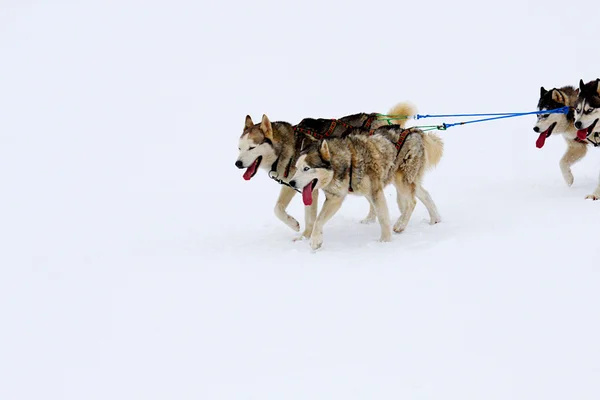 Cães de trenó husky correndo na neve — Fotografia de Stock