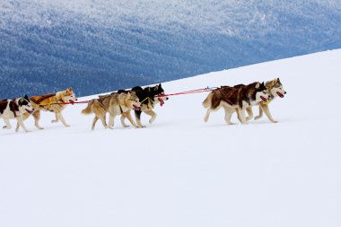Husky kızak köpekleri karda koşma