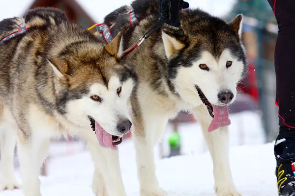 Chiens de traîneau husky courir dans la neige — Photo