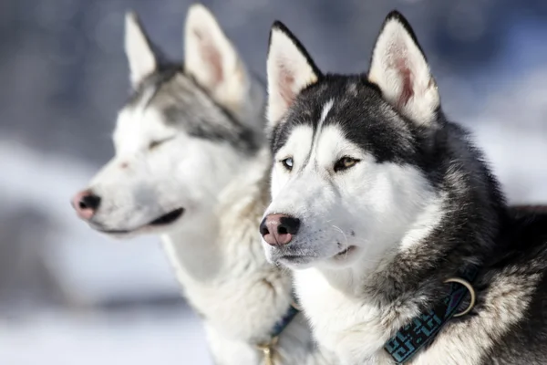 Retrato de cão de trenó husky siberiano — Fotografia de Stock