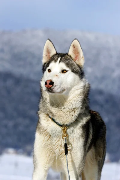 Portret van Siberische husky slede honden — Stockfoto