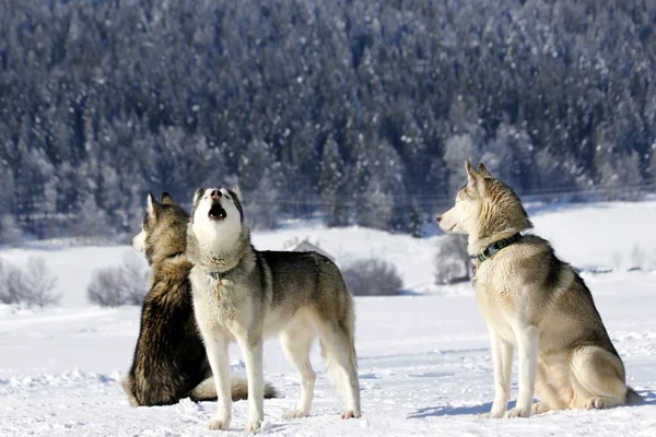 Retrato de cão de trenó husky siberiano — Fotografia de Stock