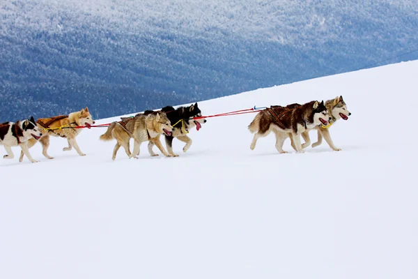 Husky psy sanki w śniegu Zdjęcie Stockowe
