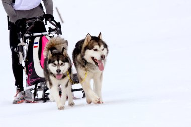 Husky kızak köpekleri karda koşma