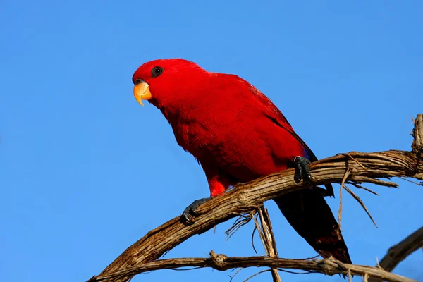Červený papoušek — Stock fotografie
