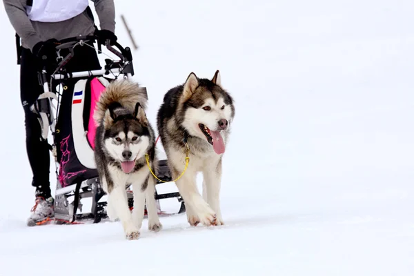 Husky sledehonden uitgevoerd in de sneeuw — Stockfoto