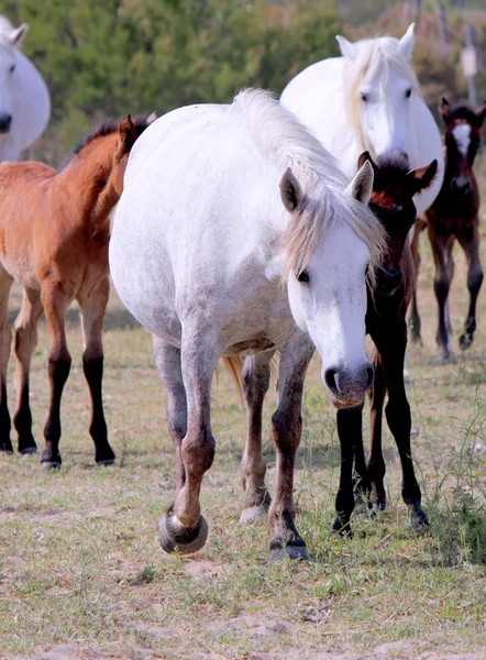 Cavalo-bravo branco — Fotografia de Stock