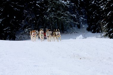 Husky kızak köpekleri karda koşma