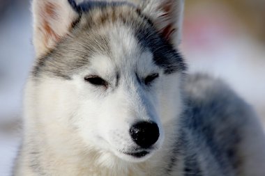 Siberian dış yapraklar