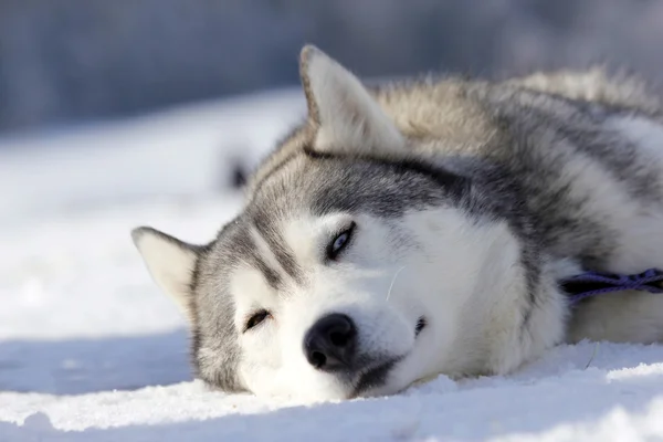 Siberische husky — Stockfoto