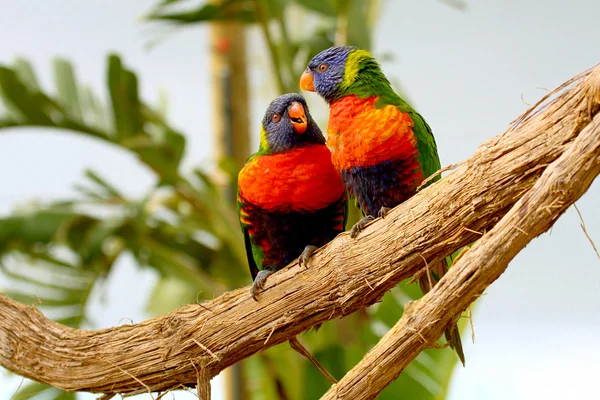 Ουράνιο τόξο lorikeet — Φωτογραφία Αρχείου