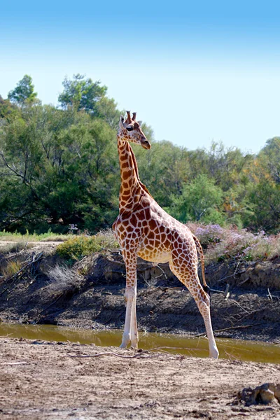 Zürafa — Stok fotoğraf