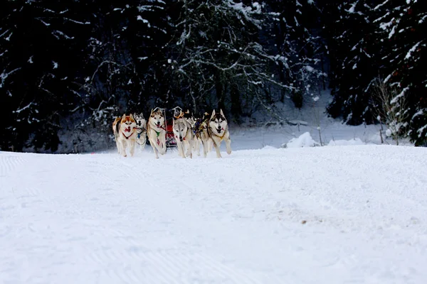 Husky psy sanki w śniegu — Zdjęcie stockowe