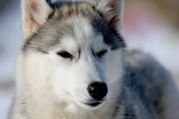 Siberische husky — Stockfoto