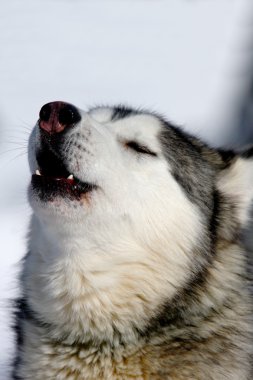 Siberian dış yapraklar