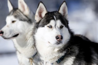 Siberian dış yapraklar