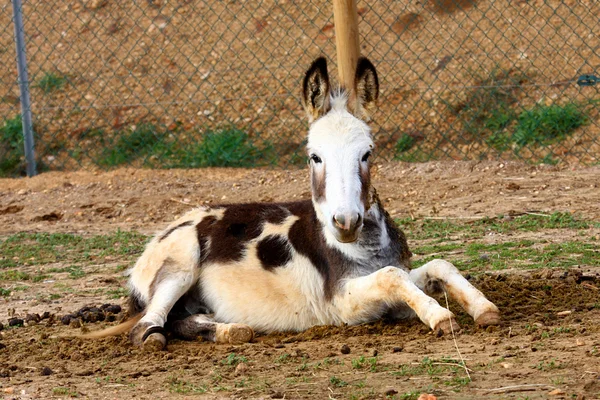 Donkey — Stock Photo, Image