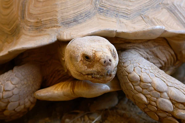 Zeeschildpad — Stockfoto