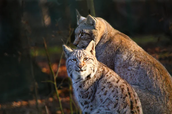 Lynx joven con la madre — Foto de Stock