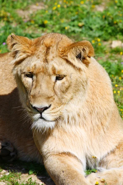 Lioness — Stock Photo, Image