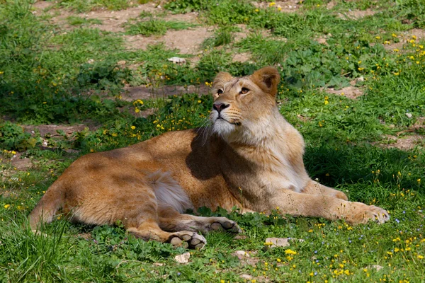 Lwica — Zdjęcie stockowe