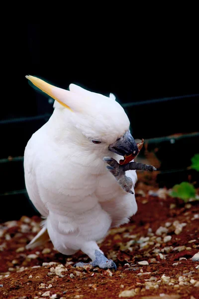 Cockatoo — Stock Photo, Image