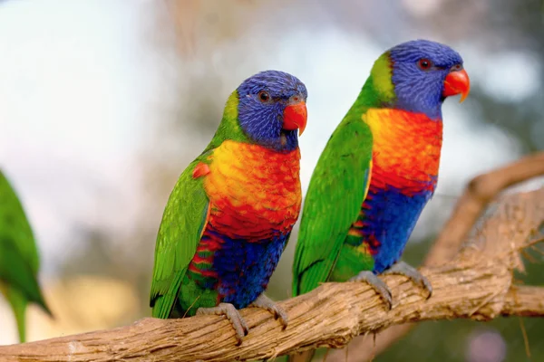 Lorikeet Радуга — стокове фото