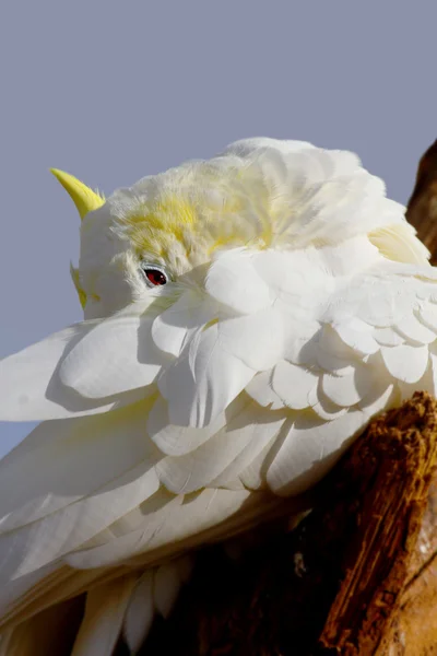 Cockatoo — Stock Photo, Image