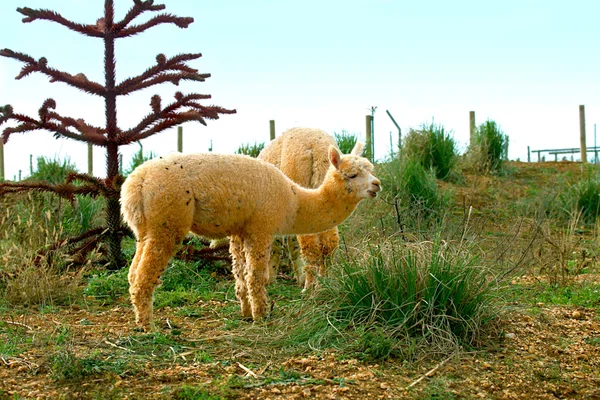 Lama in un campo — Foto Stock