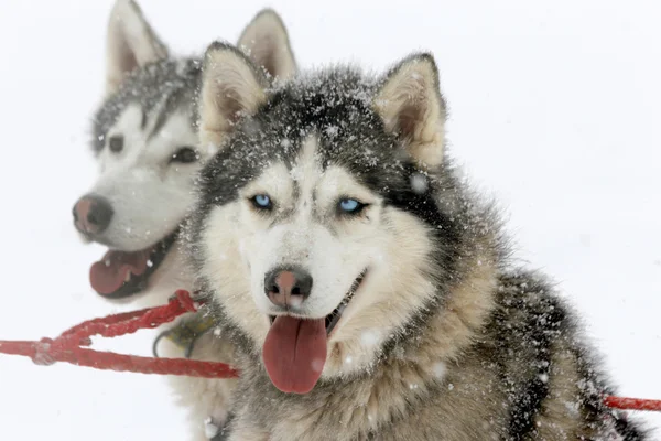 Siberian Husky Sled Dog — Stock Photo, Image