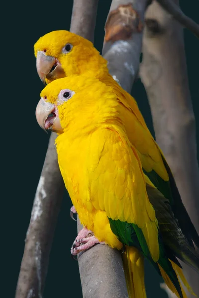 Sarı papağan — Stok fotoğraf