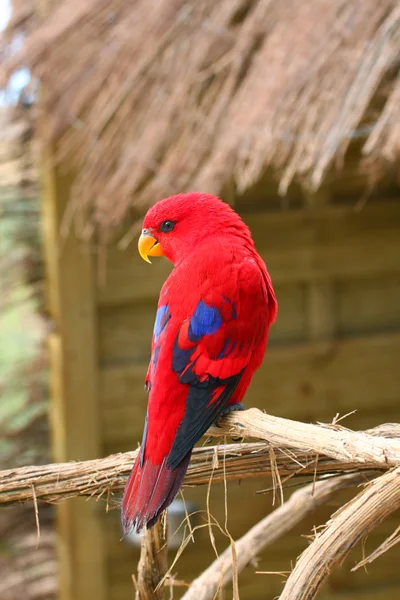 Red Parrot — Stock Photo, Image