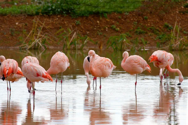 Flamants roses — Photo