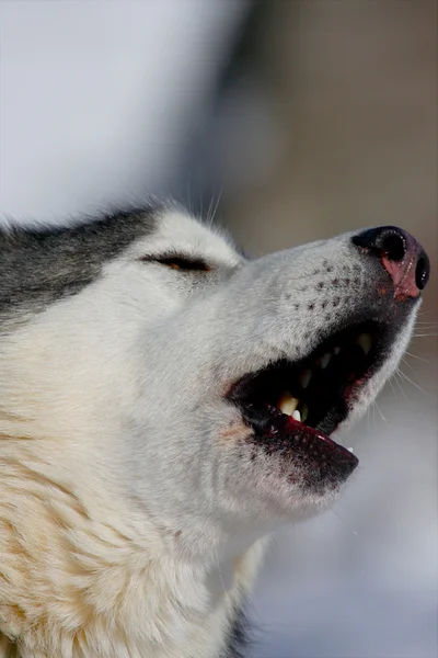 Siberian husky — Stock Photo, Image