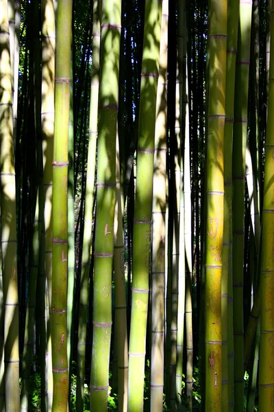 Bambuskog — Stockfoto