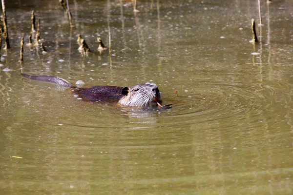 Bever – stockfoto