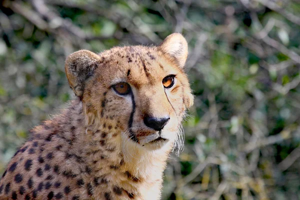 Cheetah — Stock Photo, Image