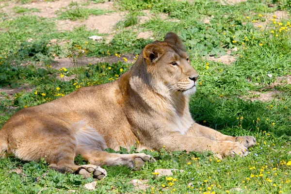 Lioness — Stock Photo, Image