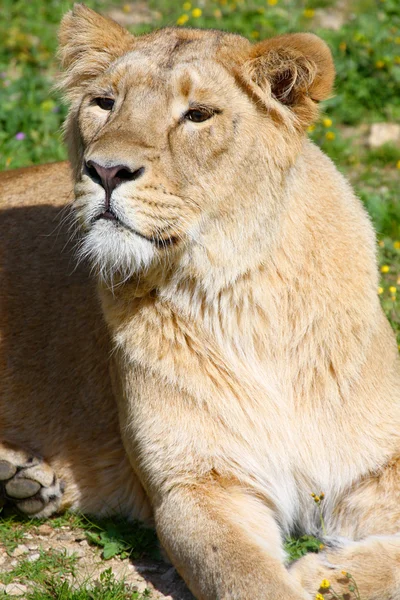 Lioness — Stock Photo, Image