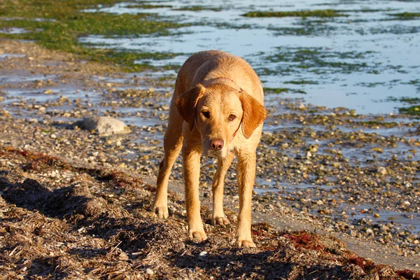 Labrador pes — Stock fotografie