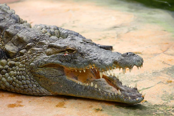 Crocodile — Stock Photo, Image