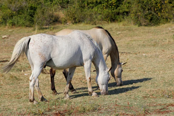 Konie Lipizzaner — Zdjęcie stockowe