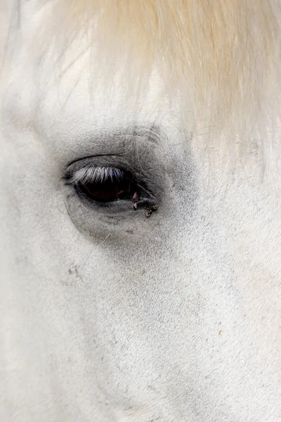 Lipizzaner de cavalo — Fotografia de Stock