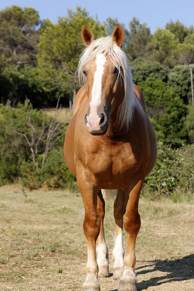 Horse Haflinger — Stock Photo, Image