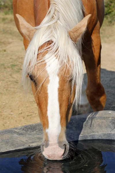 Horse Haflinger — Stock Photo, Image