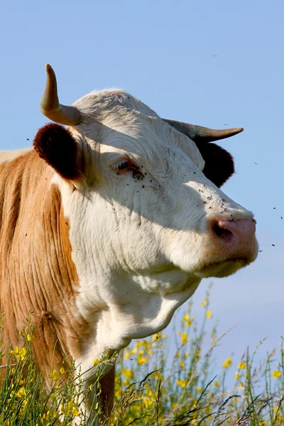 Vacas — Fotografia de Stock