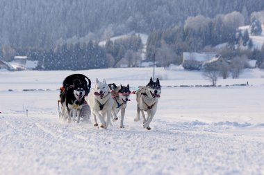 Husky kızak köpekleri karda koşma