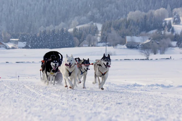 Cães de trenó husky correndo na neve — Fotografia de Stock