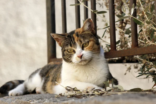 트라이-컬러 고양이 — 스톡 사진